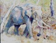 Tusker, Nagerhole, Karnataka acrylic 16 x 20in