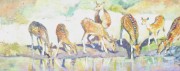 Wary Spotted Deer, Nagerhole, Karnataka acrylic 8 x 20in